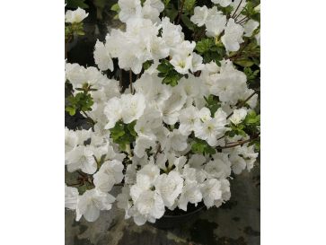 'Sněžka' PBR - azalia japońska
Rhododendron 'Sněžka' PBR
(‘Maischnee’ × ‘Lednice’)