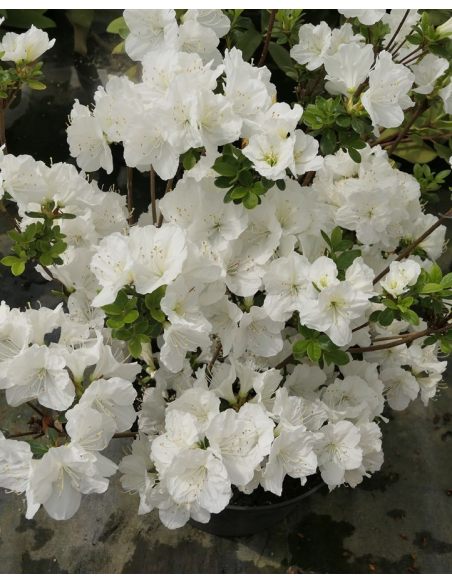 'Sněžka' PBR - azalia japońska
Rhododendron 'Sněžka' PBR
(‘Maischnee’ × ‘Lednice’)