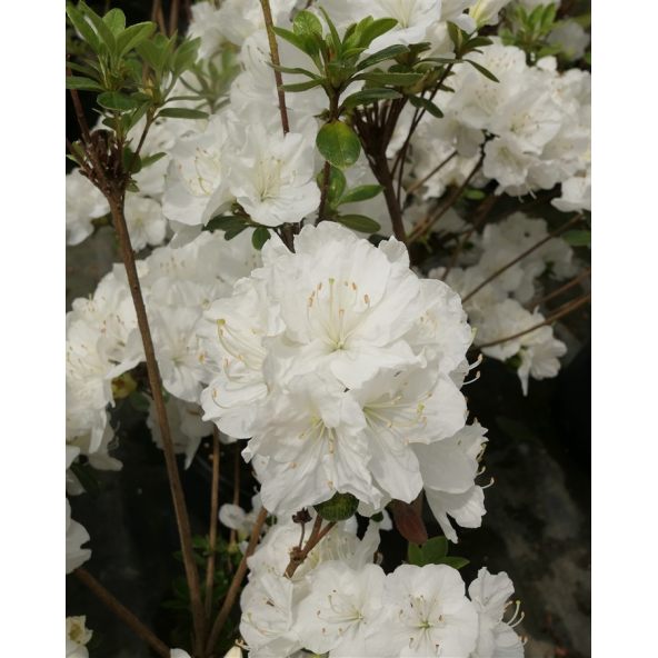 'Sněžka' PBR - azalia japońska
Rhododendron 'Sněžka' PBR
(‘Maischnee’ × ‘Lednice’)