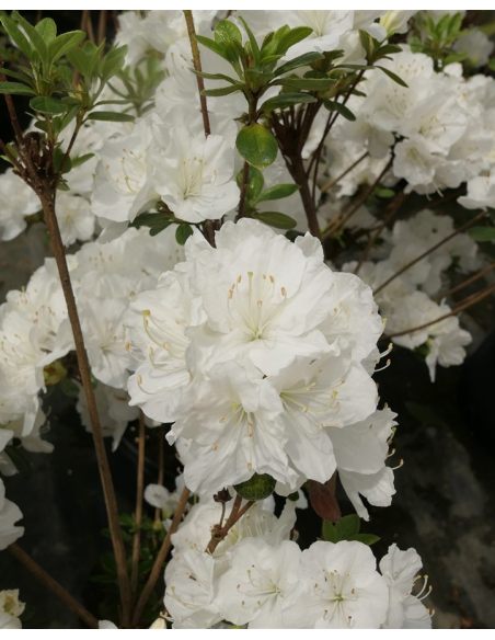 'Sněžka' PBR - azalia japońska
Rhododendron 'Sněžka' PBR
(‘Maischnee’ × ‘Lednice’)