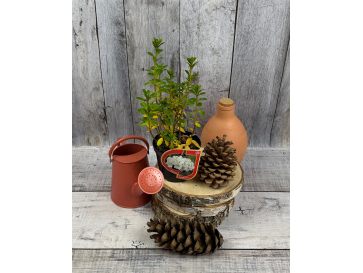 'Sněžka' PBR - azalia japońska
Rhododendron 'Sněžka' PBR
(‘Maischnee’ × ‘Lednice’) 2