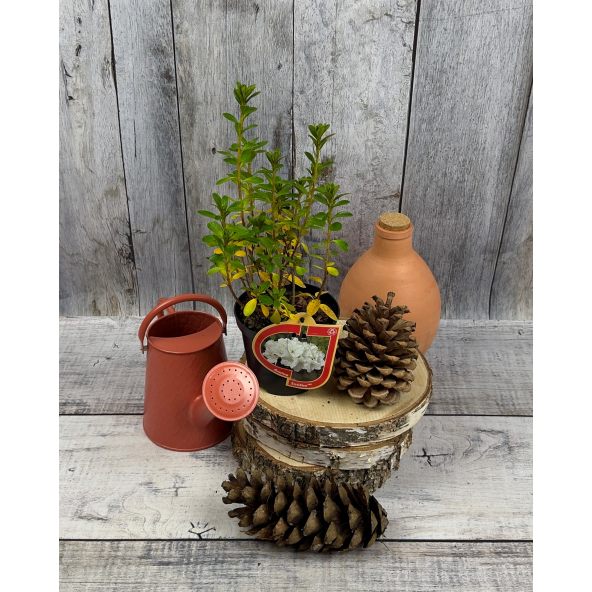 'Sněžka' PBR - azalia japońska
Rhododendron 'Sněžka' PBR
(‘Maischnee’ × ‘Lednice’)