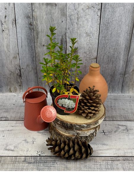 'Sněžka' PBR - azalia japońska
Rhododendron 'Sněžka' PBR
(‘Maischnee’ × ‘Lednice’)