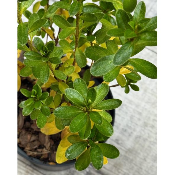 'Sněžka' PBR - azalia japońska
Rhododendron 'Sněžka' PBR
(‘Maischnee’ × ‘Lednice’)