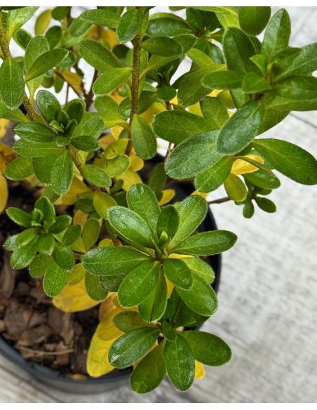 'Sněžka' PBR - azalia japońska
Rhododendron 'Sněžka' PBR
(‘Maischnee’ × ‘Lednice’)