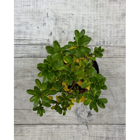 'Sněžka' PBR - azalia japońska
Rhododendron 'Sněžka' PBR
(‘Maischnee’ × ‘Lednice’)