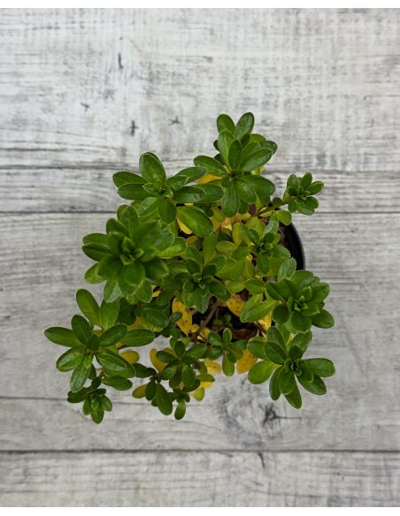 'Sněžka' PBR - azalia japońska
Rhododendron 'Sněžka' PBR
(‘Maischnee’ × ‘Lednice’)