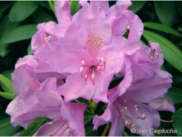 Różanecznik Catawbiense Grandiflorum
