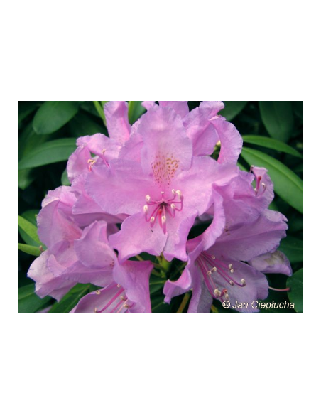 Różanecznik Catawbiense Grandiflorum Różanecznik Catawbiense Grandiflorum