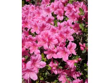 'Vltava' - azalia japońska
Rhododendron 'Vltava'