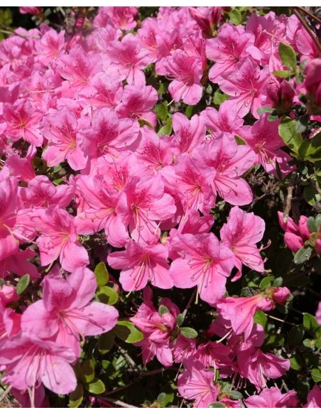 'Vltava' - azalia japońska
Rhododendron 'Vltava'