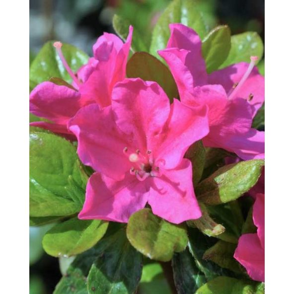 'Vltava' - azalia japońska
Rhododendron 'Vltava'