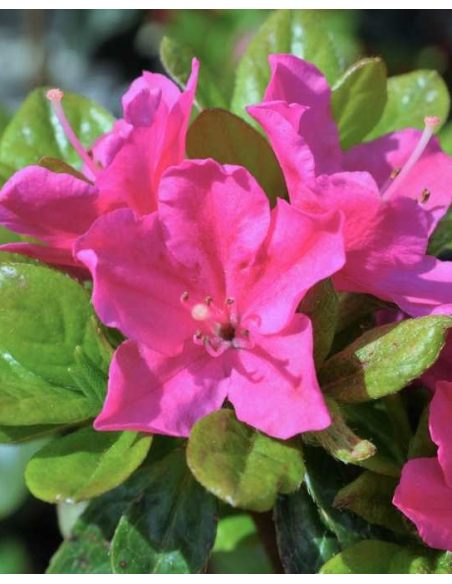 'Vltava' - azalia japońska
Rhododendron 'Vltava'