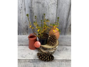 'Vltava' - azalia japońska
Rhododendron 'Vltava' 2