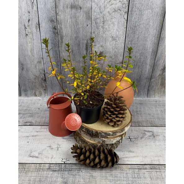 'Vltava' - azalia japońska
Rhododendron 'Vltava'