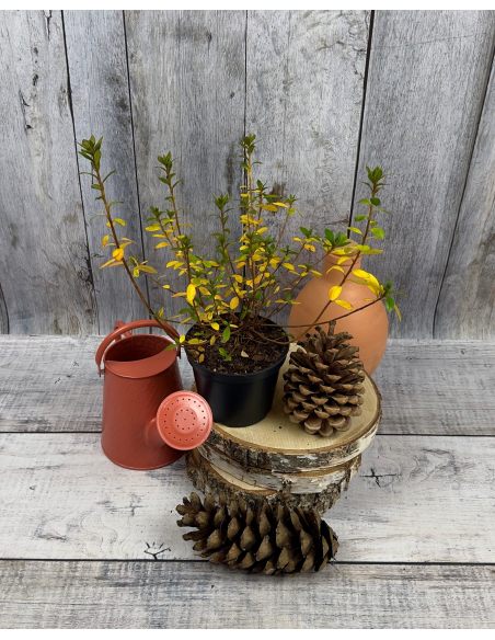 'Vltava' - azalia japońska
Rhododendron 'Vltava'