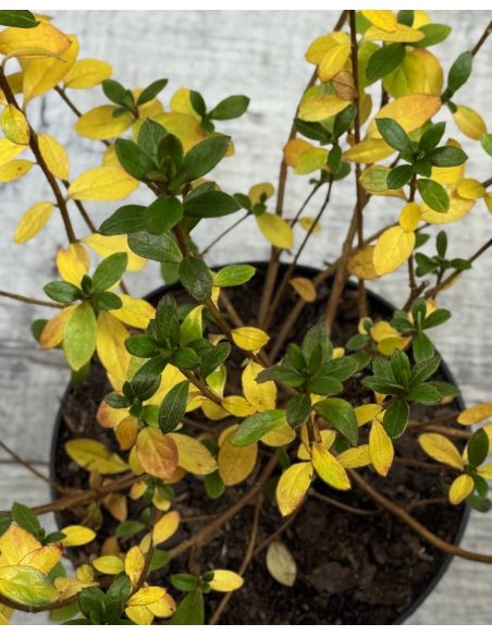 'Vltava' - azalia japońska
Rhododendron 'Vltava'