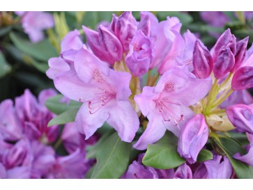 Różanecznik Catawbiense Grandiflorum 2