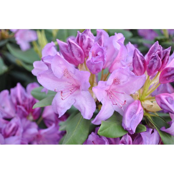 Różanecznik Catawbiense Grandiflorum