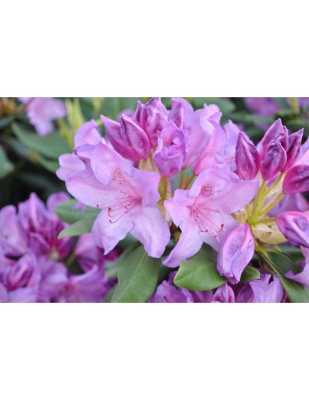 Różanecznik Catawbiense Grandiflorum Różanecznik Catawbiense Grandiflorum