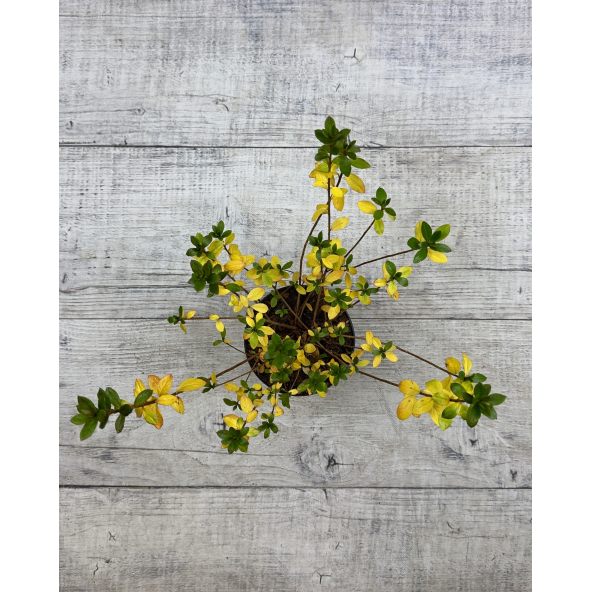 'Vltava' - azalia japońska
Rhododendron 'Vltava'