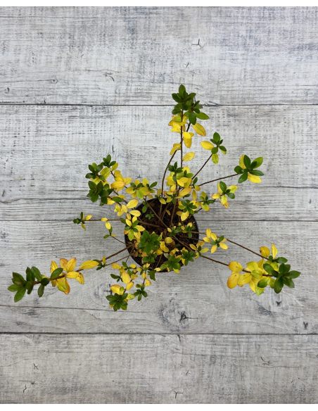 'Vltava' - azalia japońska
Rhododendron 'Vltava'