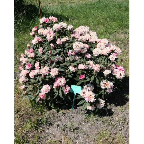 'Aloha' - różanecznik jakuszimański 
Rhododendron yakushimanum 'Aloha'