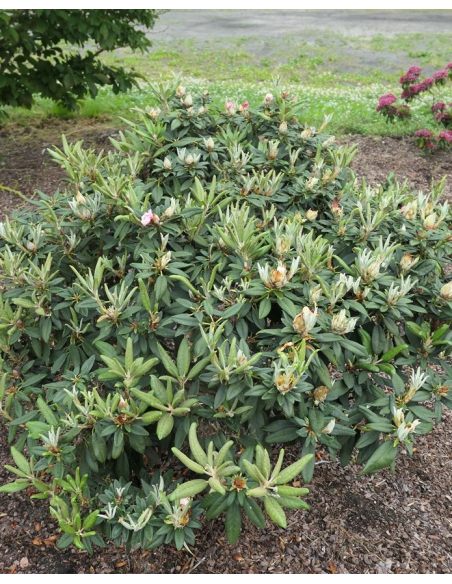'Aloha' - różanecznik jakuszimański 
Rhododendron yakushimanum 'Aloha'