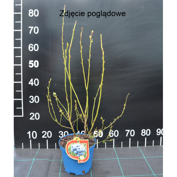 Borówka amerykańska Bluegold