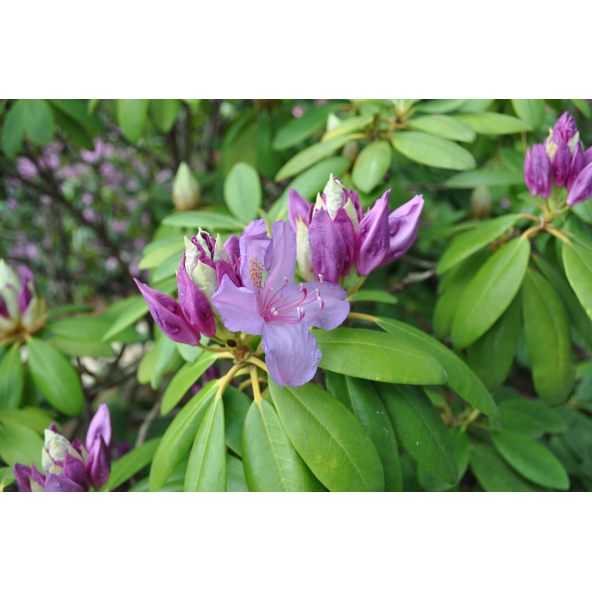 Różanecznik Catawbiense Grandiflorum