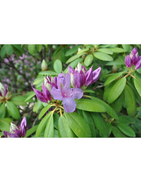 Różanecznik Catawbiense Grandiflorum Różanecznik Catawbiense Grandiflorum