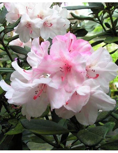 'Aloha' - różanecznik jakuszimański 
Rhododendron yakushimanum 'Aloha'