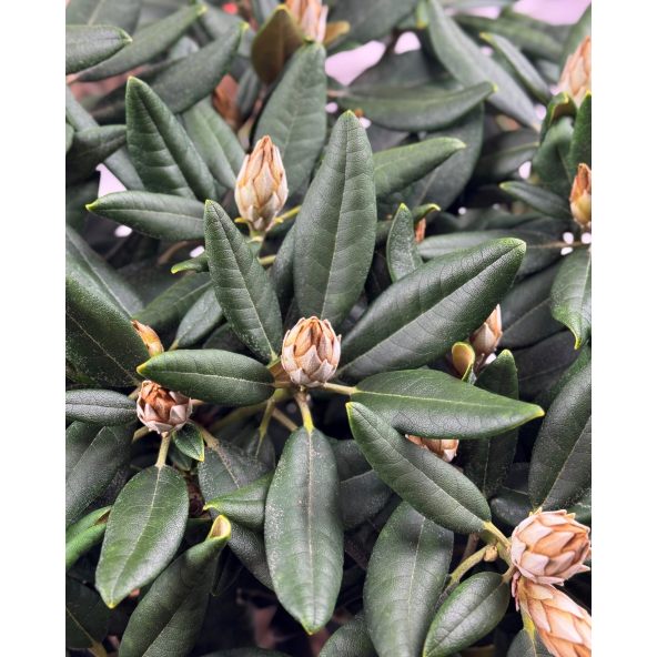 'Aloha' - różanecznik jakuszimański 
Rhododendron yakushimanum 'Aloha'