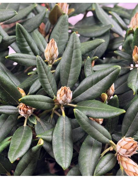 'Aloha' - różanecznik jakuszimański 
Rhododendron yakushimanum 'Aloha'