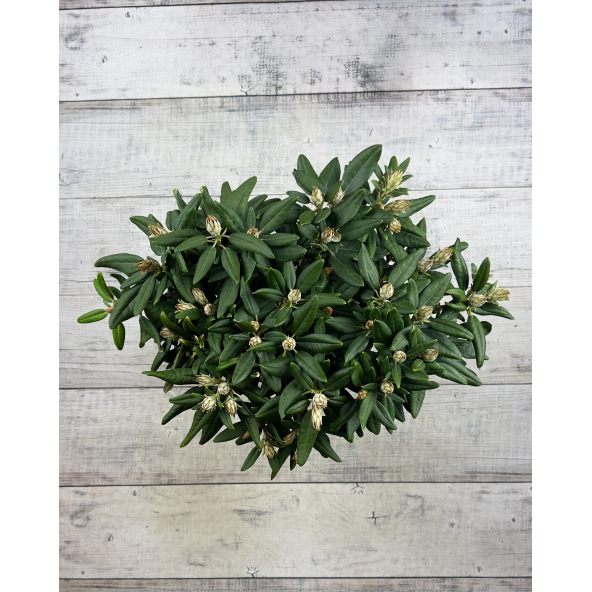 'Aloha' - różanecznik jakuszimański 
Rhododendron yakushimanum 'Aloha'