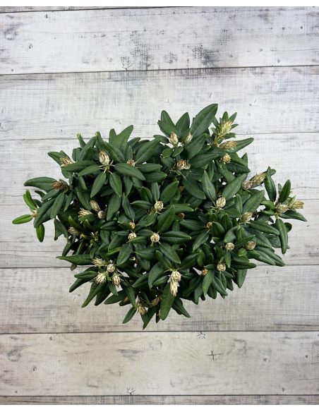 'Aloha' - różanecznik jakuszimański 
Rhododendron yakushimanum 'Aloha'