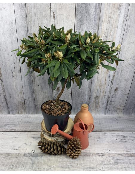 'Aloha' - różanecznik jakuszimański 
Rhododendron yakushimanum 'Aloha'