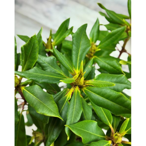 Różanecznik Anna Jagiellonka