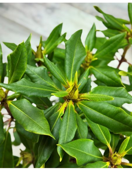 Różanecznik Anna Jagiellonka