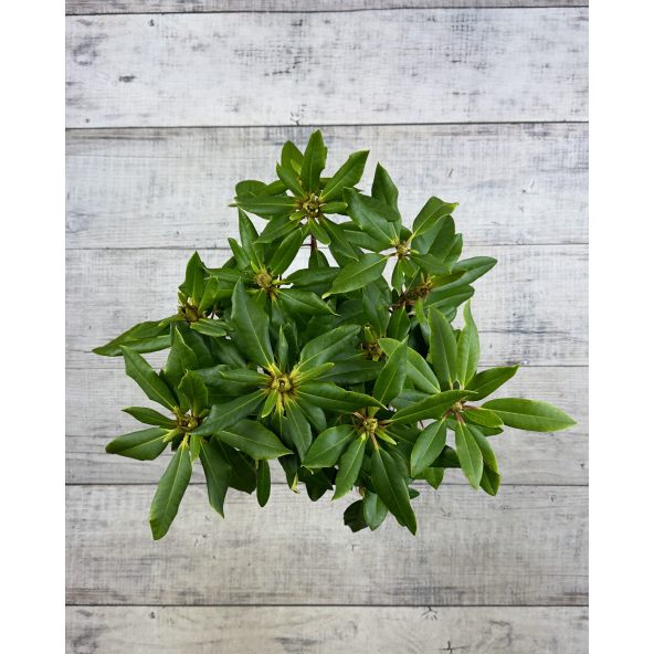 Różanecznik Anna Jagiellonka