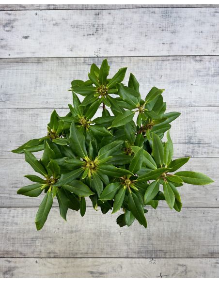 Różanecznik Anna Jagiellonka