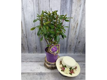 Różanecznik Anna Jagiellonka 2