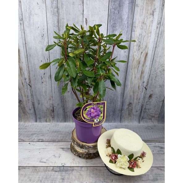 Różanecznik Anna Jagiellonka