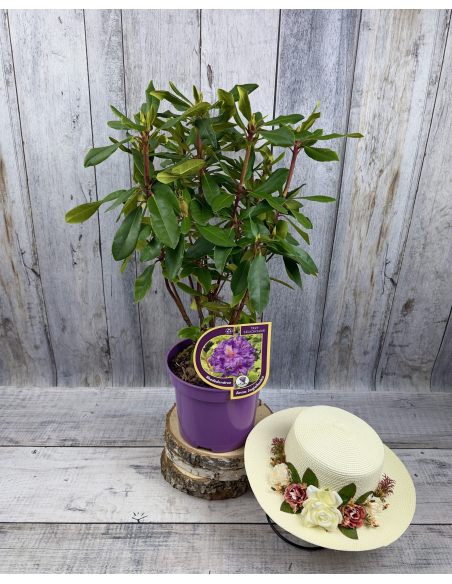 Różanecznik Anna Jagiellonka