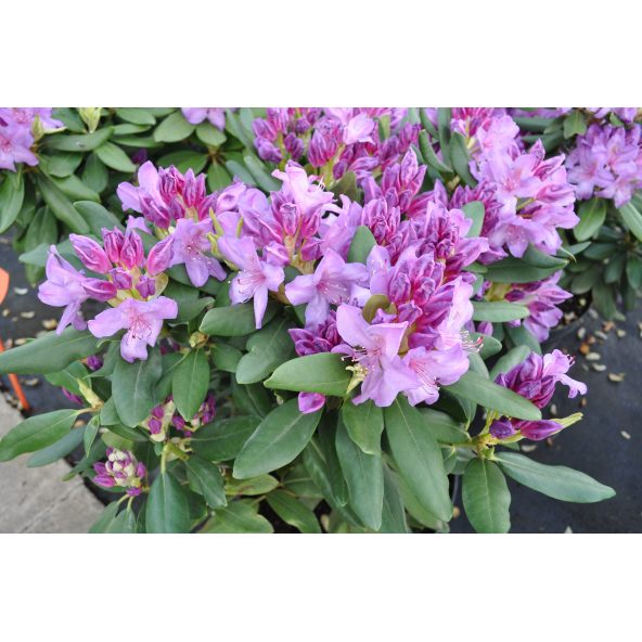 Różanecznik Catawbiense Grandiflorum