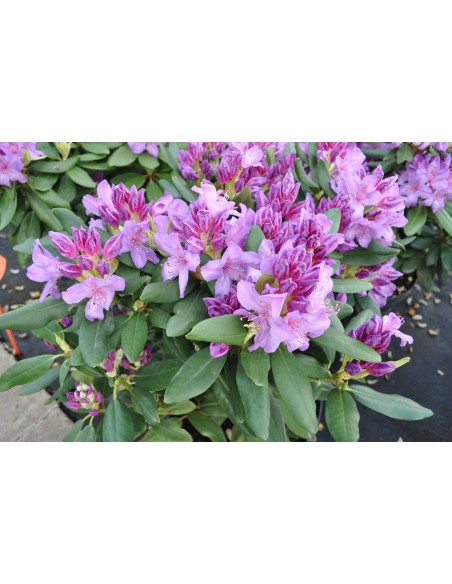 Różanecznik Catawbiense Grandiflorum Różanecznik Catawbiense Grandiflorum