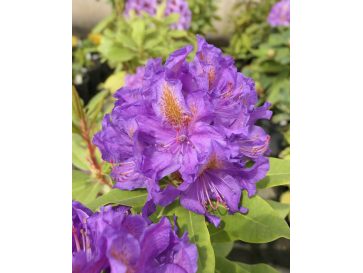 Różanecznik Anna Jagiellonka