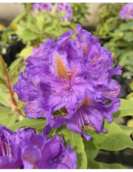 Różanecznik Anna Jagiellonka