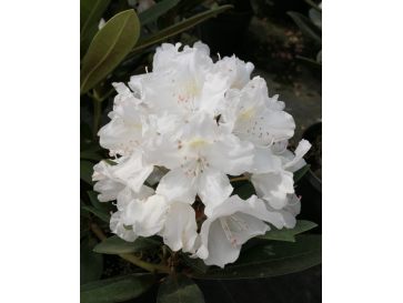 'Biko' - różanecznik jakuszimański
Rhododendron yakushimanum 'Biko'