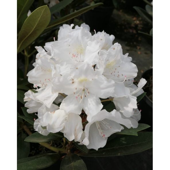 'Biko' - różanecznik jakuszimański
Rhododendron yakushimanum 'Biko'